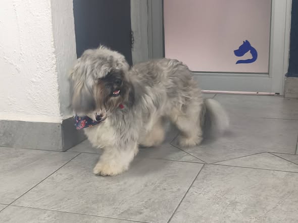 Foto del avistamiento de perro