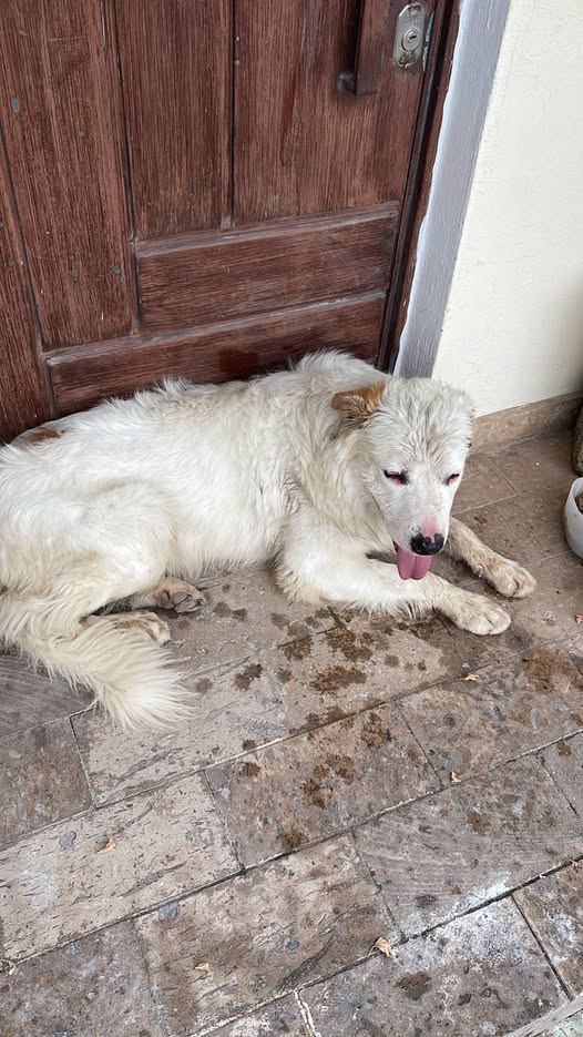 Dog sighting photo