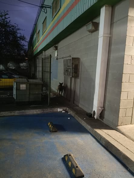 Foto del avistamiento de perro