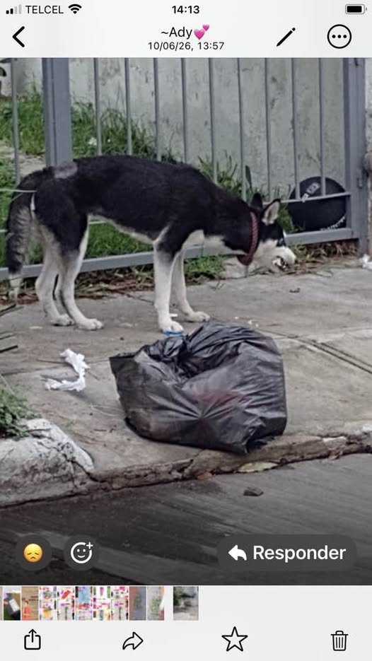 Foto del avistamiento de perro
