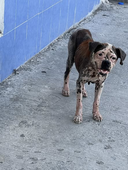 Dog sighting photo