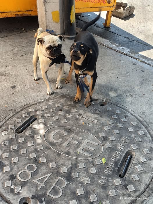 Dog sighting photo