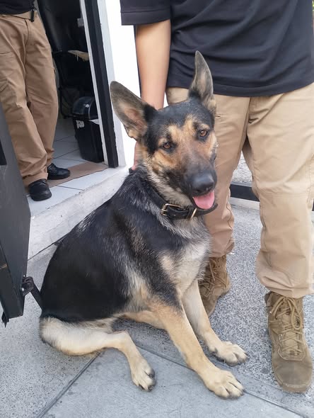 Foto del avistamiento de perro