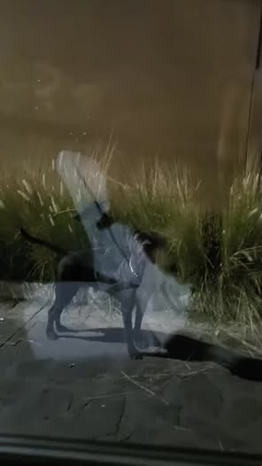 Foto del avistamiento de perro