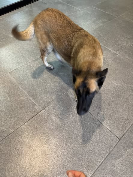 Foto del avistamiento de perro