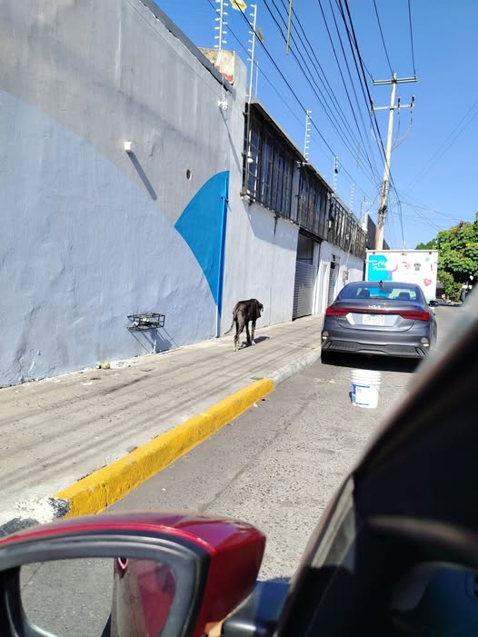 Foto del avistamiento de perro