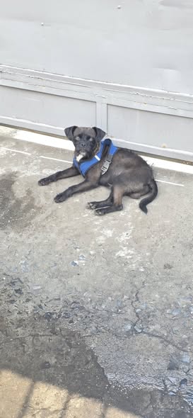 Dog sighting photo