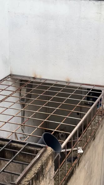 Foto del avistamiento de perro