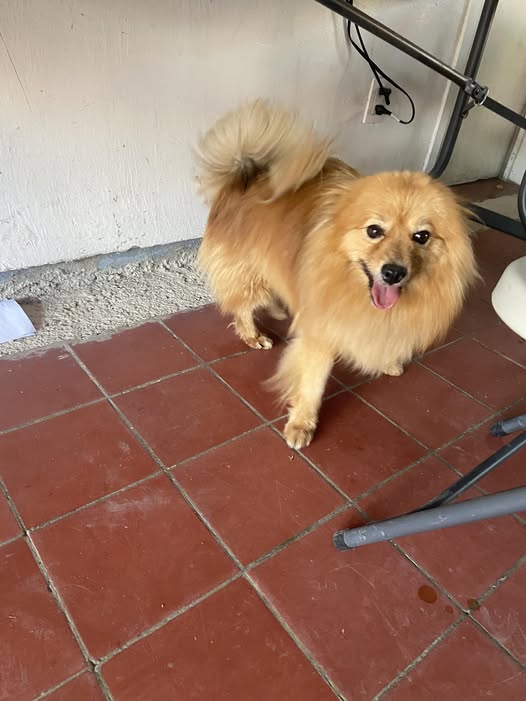 Dog sighting photo