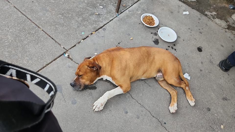 Dog sighting photo