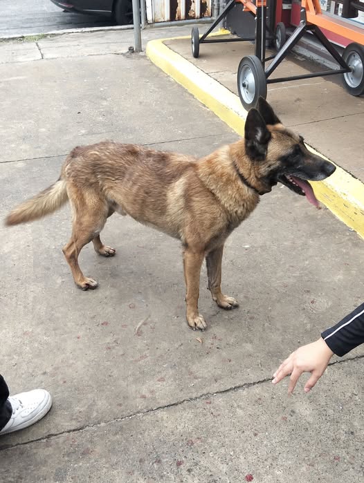 Dog sighting
