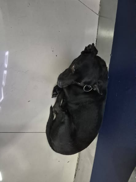 Dog sighting photo