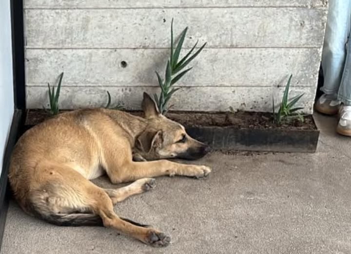 Foto del avistamiento de perro