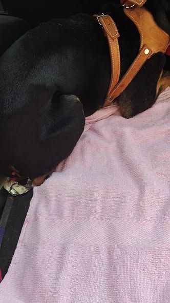 Foto del avistamiento de perro