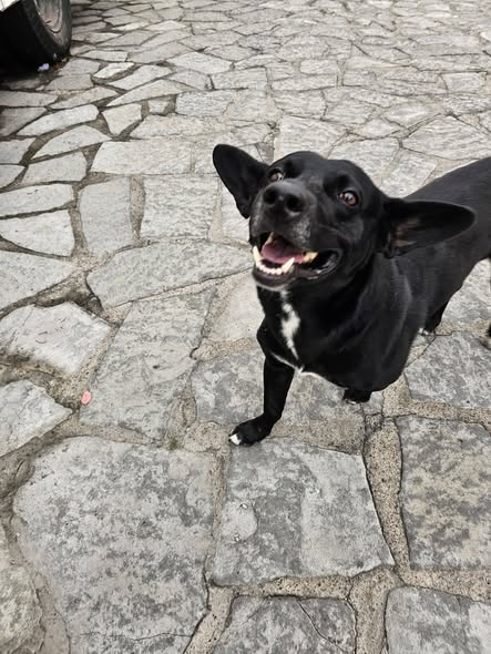 Foto del avistamiento de perro