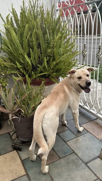 Foto del avistamiento de perro