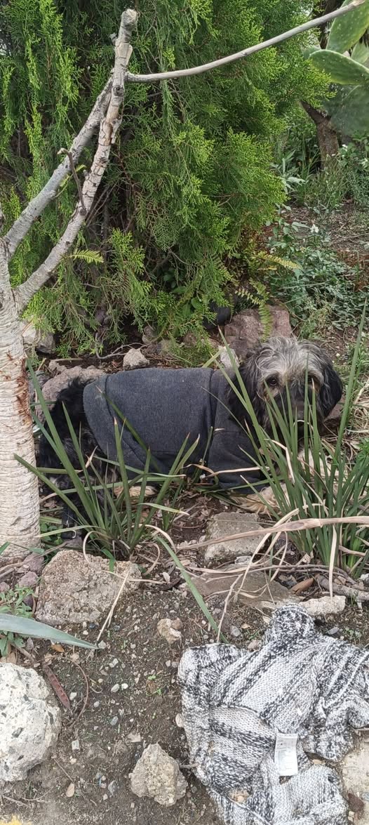 Foto del avistamiento de perro