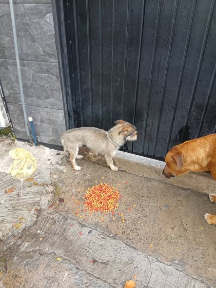 Dog sighting photo