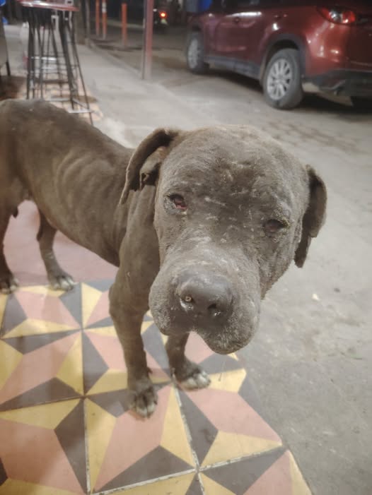 Foto del avistamiento de perro