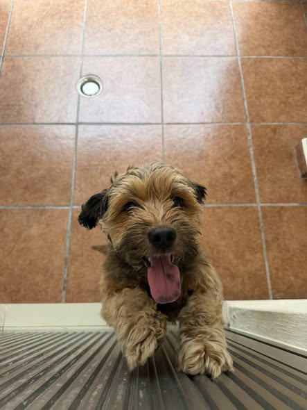 Dog sighting photo