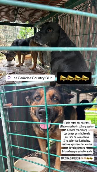 Foto del avistamiento de perro
