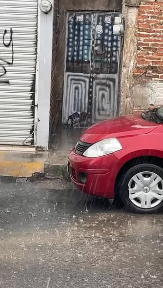 Foto del avistamiento de perro