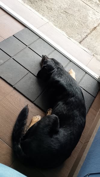 Dog sighting photo