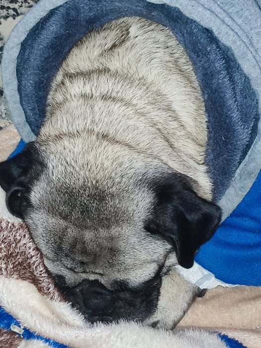 Foto del avistamiento de perro