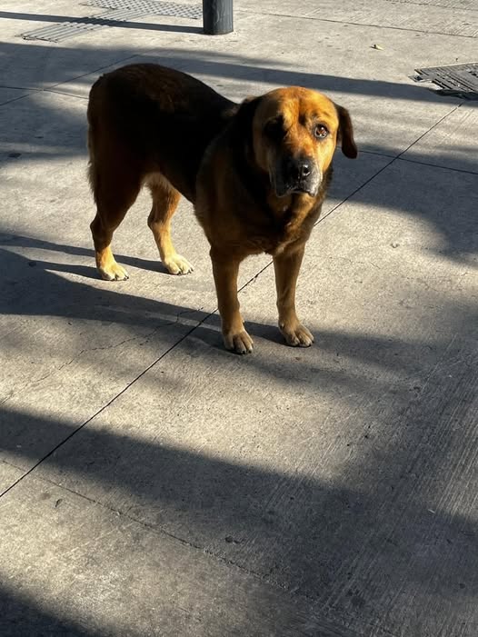 Dog sighting photo