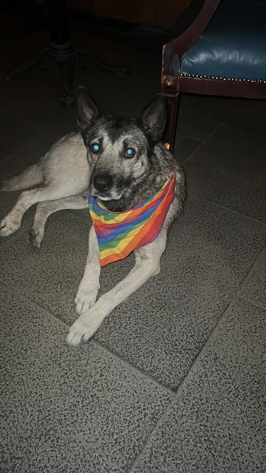 Dog sighting photo