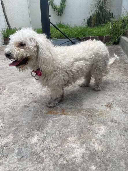 Dog sighting photo
