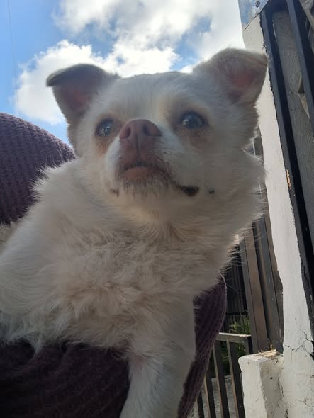 Foto del avistamiento de perro