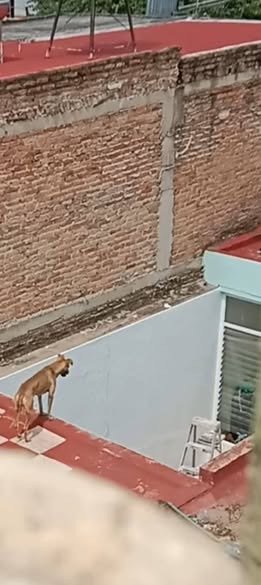 Foto del avistamiento de perro