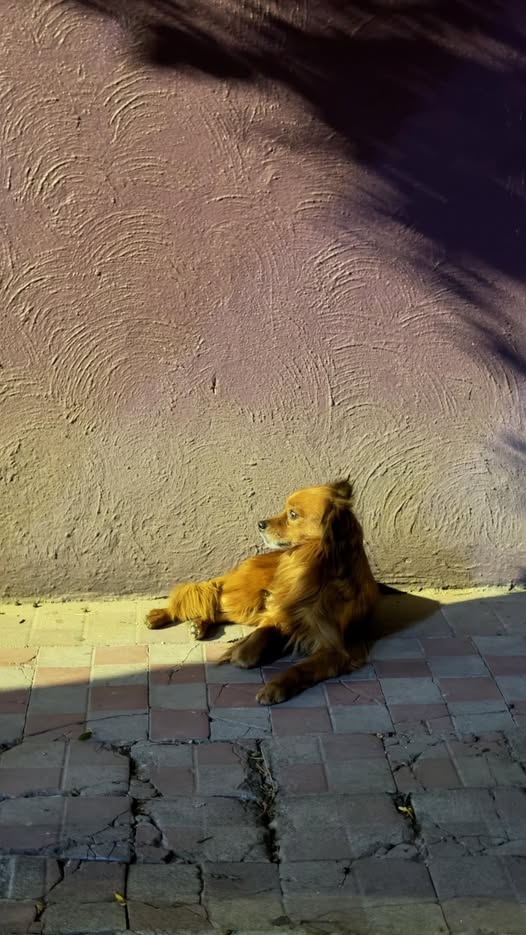 Dog sighting photo