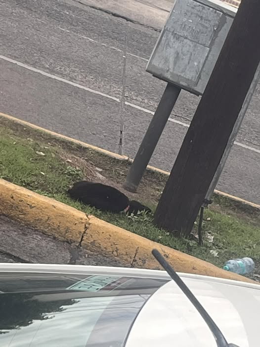 Foto del avistamiento de perro