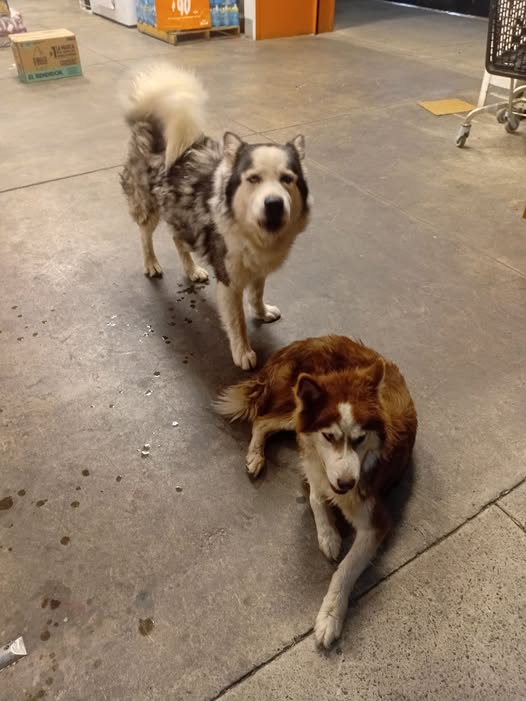 Foto del avistamiento de perro
