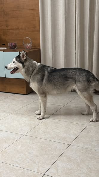 Dog sighting photo