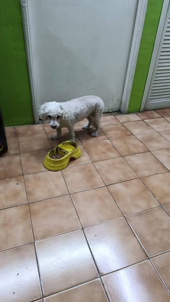 Foto del avistamiento de perro