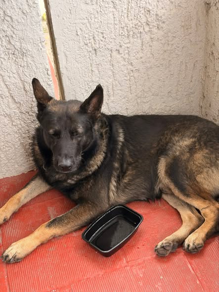 Foto del avistamiento de perro