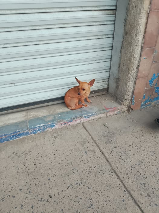 Dog sighting photo