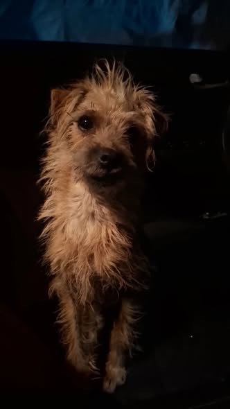 Dog sighting photo
