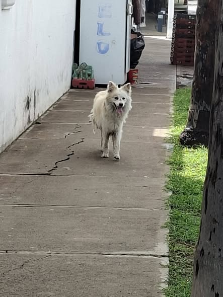 Foto del avistamiento de perro