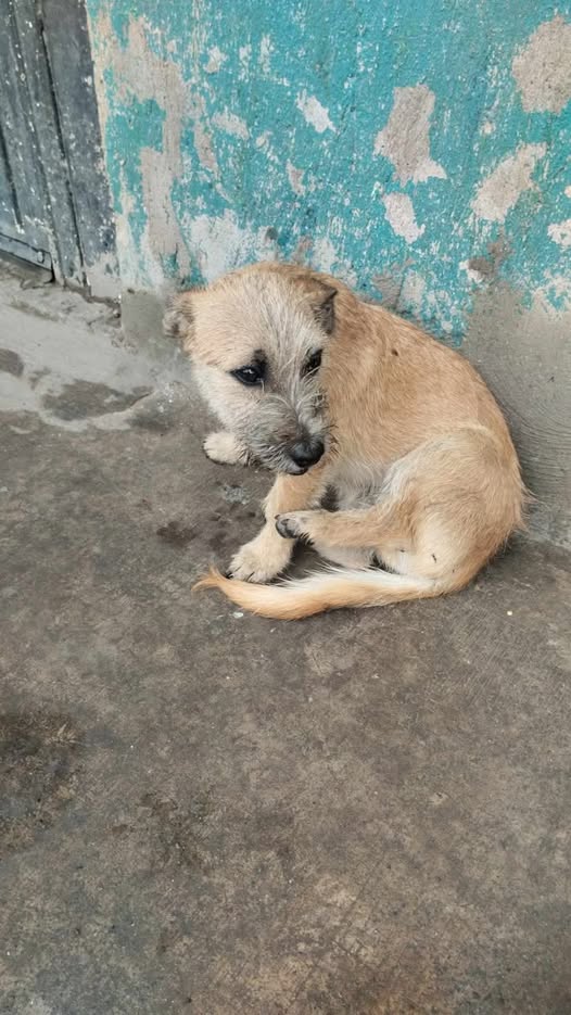 Foto del avistamiento de perro