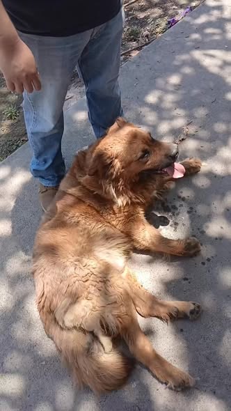 Dog sighting photo