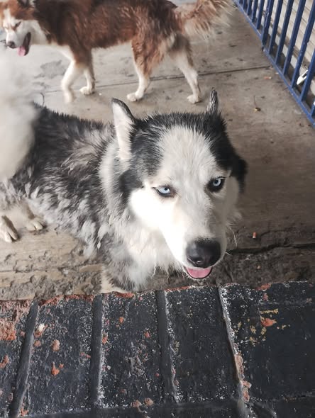 Foto del avistamiento de perro