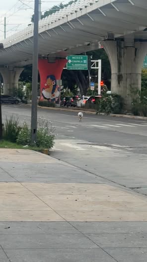 Dog sighting photo