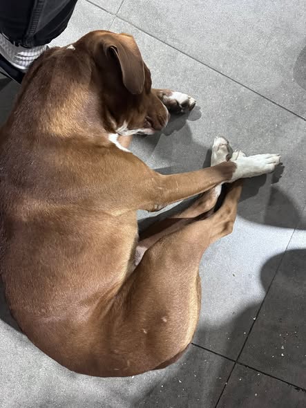Foto del avistamiento de perro