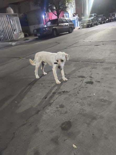 Foto del avistamiento de perro