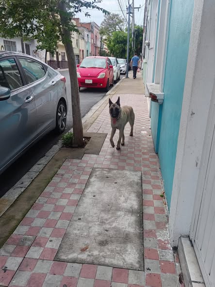 Foto del avistamiento de perro