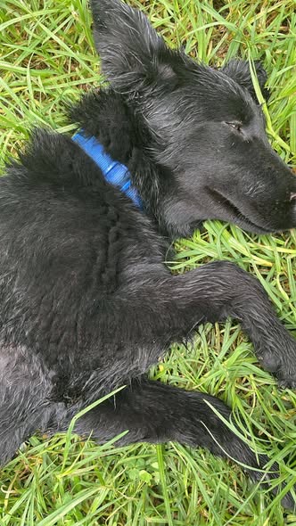 Foto del avistamiento de perro